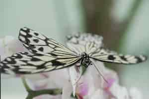 Foto grátis close de uma borboleta parthenos sylvia