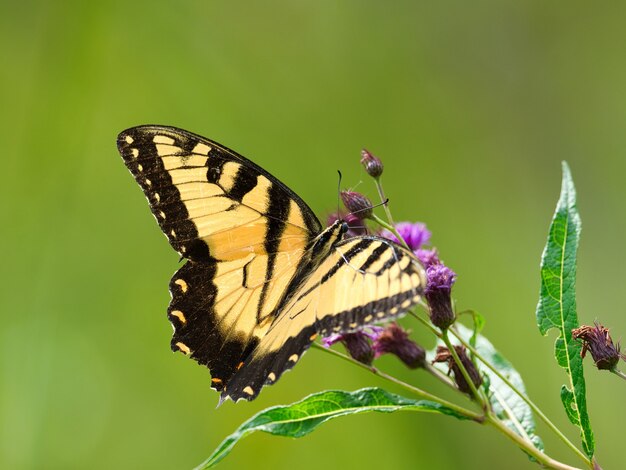 Close de uma borboleta preta e amarela em uma flor com um borrão