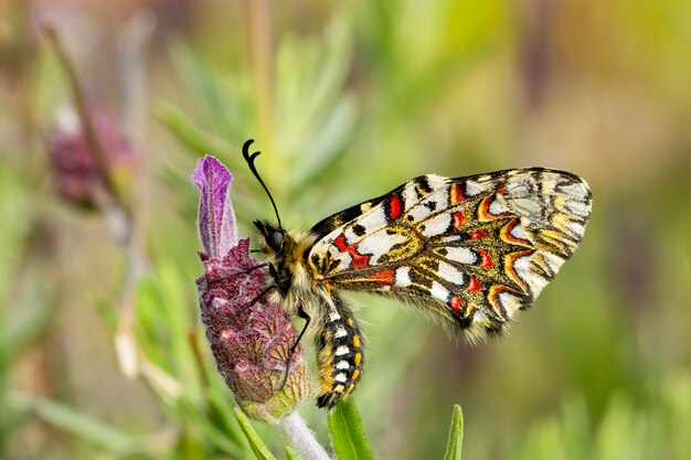 Close de uma borboleta Zerynthia rumina sentada em uma flor em um jardim capturada durante o dia