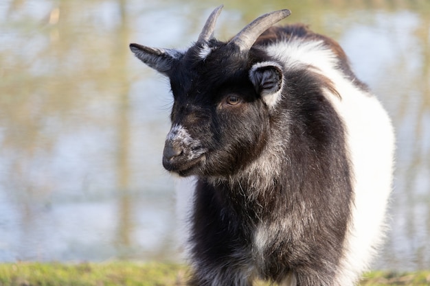 Close de uma cabra sorridente em preto e branco com um lago em um santuário animal