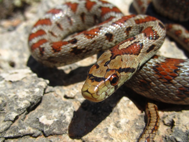 Close de uma cobra-rato europeia rastejando em uma rocha