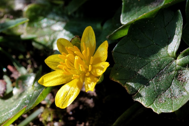 Close de uma flor amarela celidônia menor com folhas verdes borradas