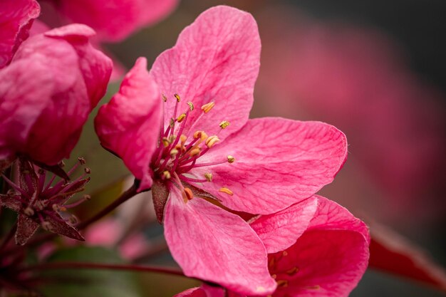 Close de uma flor de ameixa em um jardim sob a luz do sol com uma vegetação desfocada