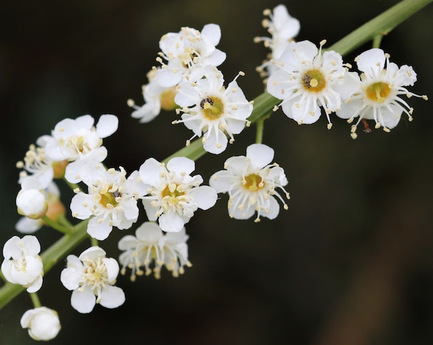 Close de uma flor de baga amarga em um campo sob a luz do sol