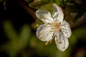 Foto grátis close de uma flor de cerejeira branca em flor