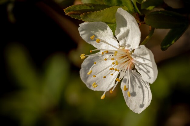 Close de uma flor de cerejeira branca em flor