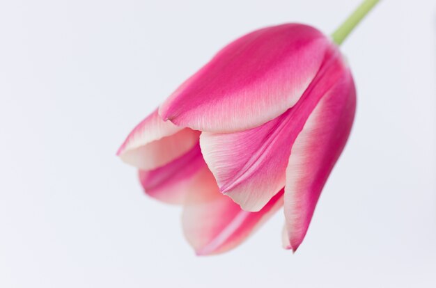 Close de uma flor de tulipa rosa isolada no fundo branco com espaço para seu texto