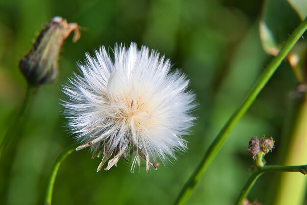 Close de uma flor fofa sob a luz do sol