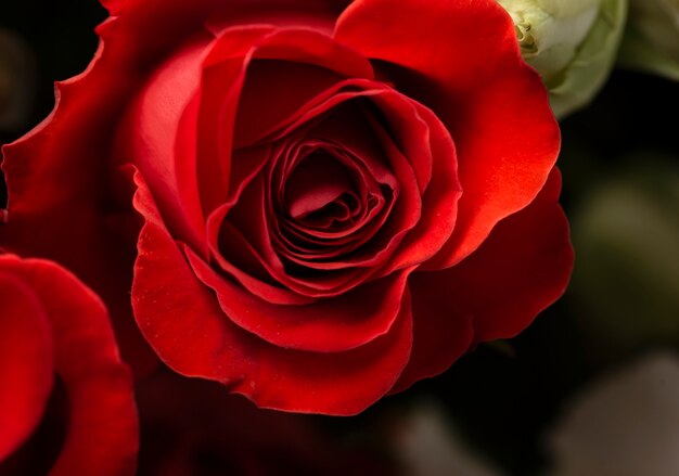 Close de uma flor rosa lindamente desabrochada