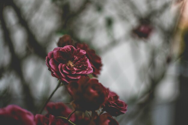 Close de uma flor roxa com natural turva