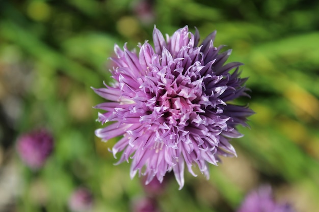 Close de uma flor roxa de cebolinha em um fundo desfocado