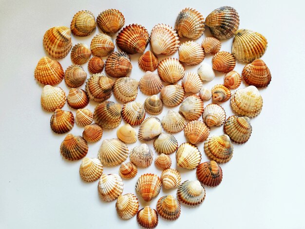 Close de uma forma de coração feita com conchas