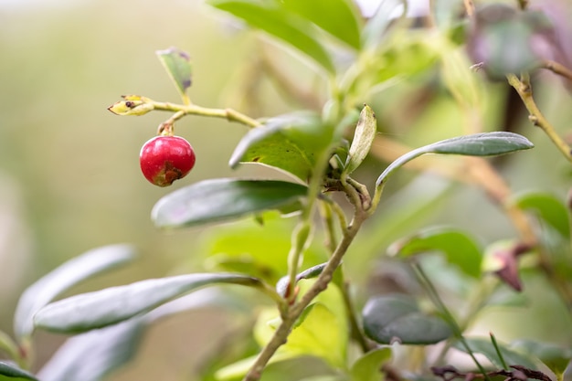 Close de uma fruta vermelha na árvore