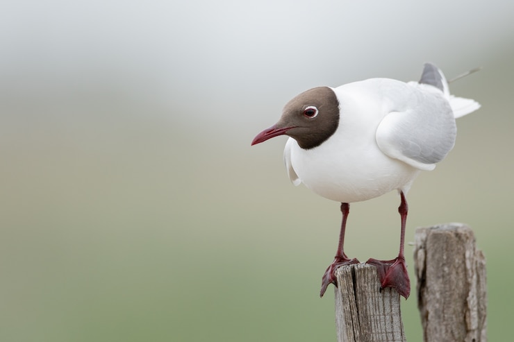 Foto grátis close de uma gaivota de cabeça preta em um pedaço de madeira