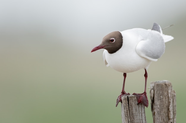 Close de uma gaivota de cabeça preta em um pedaço de madeira