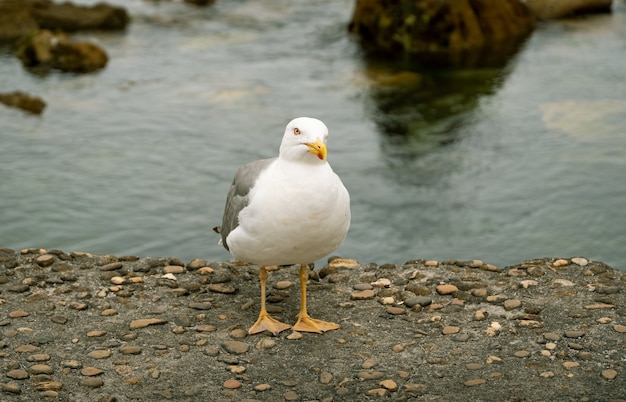 Close de uma gaivota de patas amarelas nas rochas perto do mar durante o dia
