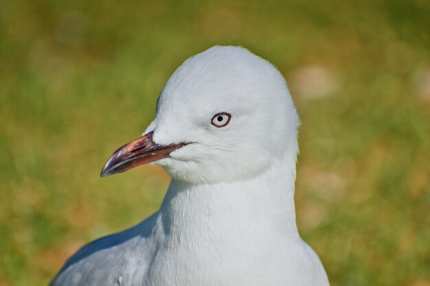Close de uma gaivota em um terreno coberto de grama durante o dia