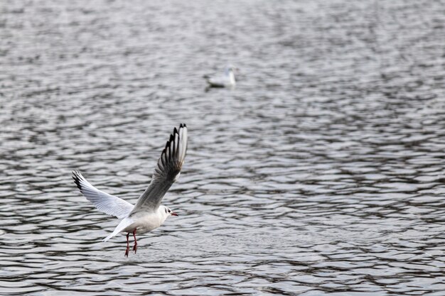 Close de uma gaivota voando sobre o lago se preparando para pousar para nadar