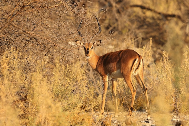 Close de uma gazela cercada por arbustos do deserto e plantas espinhosas