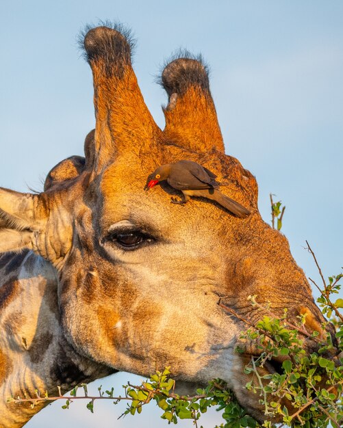 Close de uma girafa comendo uma árvore com um pica-pau-de-bico-vermelho na cabeça sob a luz do sol
