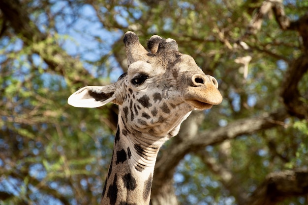 Close de uma girafa fofa na frente das árvores com folhas verdes