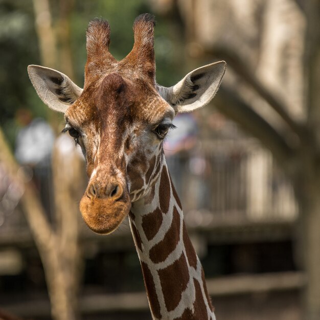 Close de uma girafa sob a luz do sol