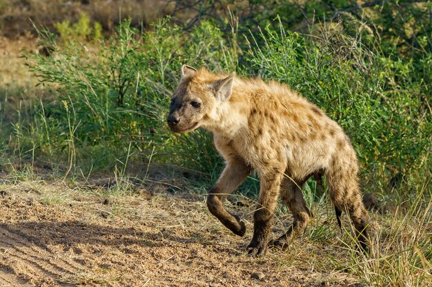 Close de uma hiena-pintada caminhando em um campo verde em um clima ensolarado