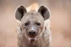 Foto grátis close de uma hiena-pintada salivando e ofegando