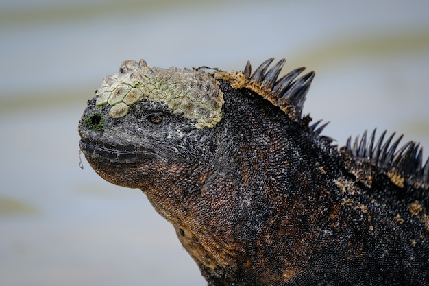 Close de uma iguana preta com espinhos