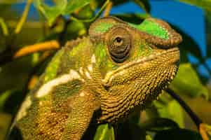 Foto grátis close de uma iguana verde