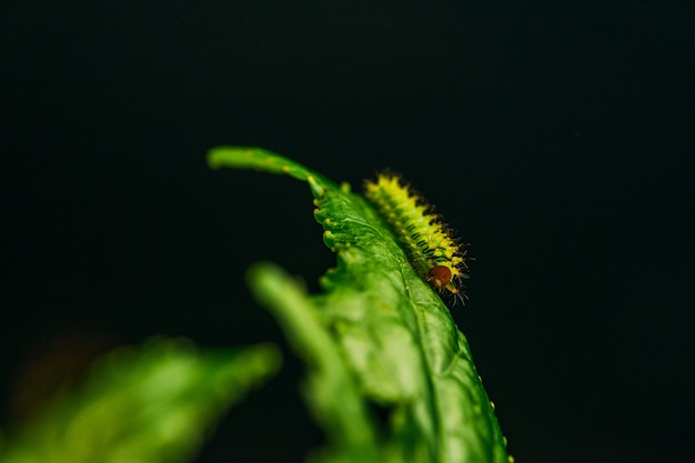 Close de uma lagarta em uma folha verde