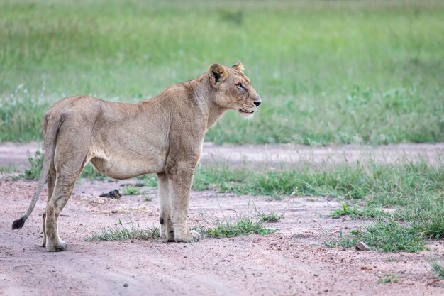 Close de uma leoa em pé na estrada perto do vale verde