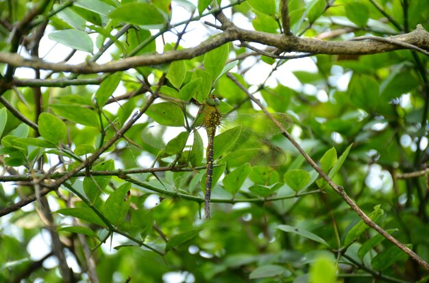 Close de uma libélula empoleirada em uma árvore com folhagem verde exuberante