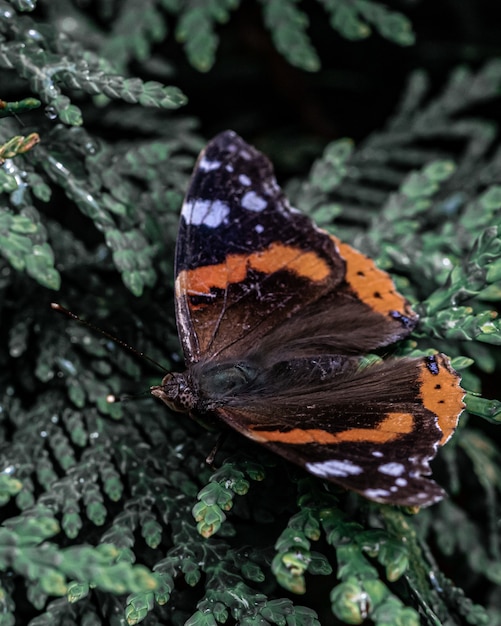 Foto grátis close de uma linda borboleta em uma árvore verde
