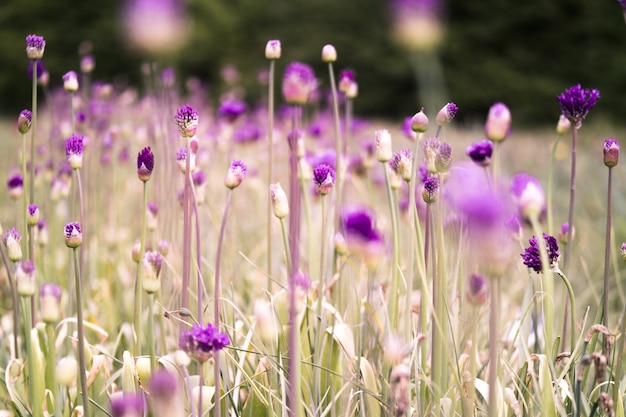 Close de uma linda estrela roxa com flores de cardo em um campo