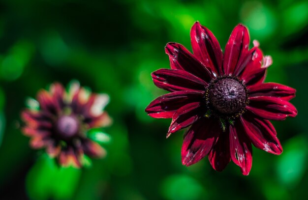 Close de uma linda flor de susan de pétalas roxas e olhos pretos em um desfocado