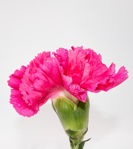 Foto grátis close de uma linda flor rosa com fundo branco