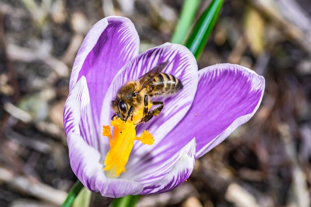 Close de uma linda flor roxa de Crocus Vernus com uma abelha