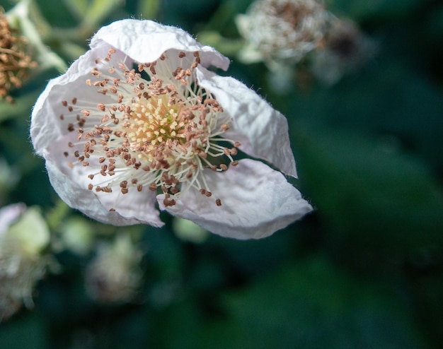 Close de uma linda rosa branca perene em um jardim