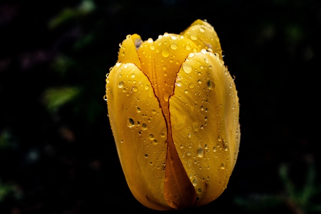 Close de uma linda tulipa de pétalas amarelas coberta com gotas de orvalho