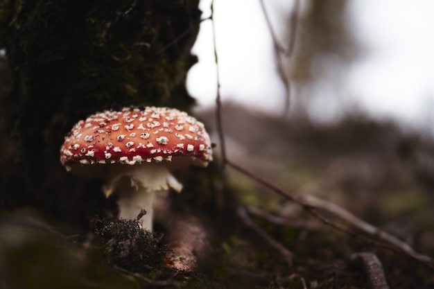 Close de uma mosca agaric em um campo à luz do dia com um fundo desfocado