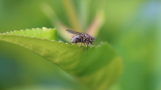 Close de uma mosca de inseto descansando na folha com um fundo desfocado