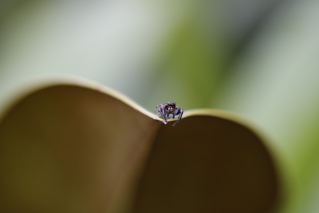 Close de uma pequena aranha em uma folha com um fundo desfocado