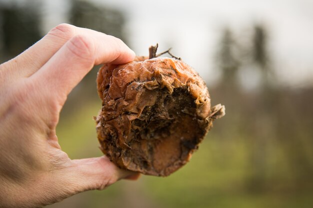 Close de uma pessoa segurando uma maçã podre em um campo com um borrão