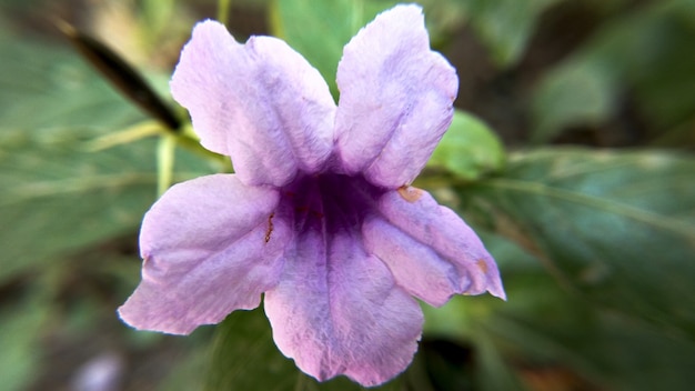 Close de uma petúnia mexicana roxa