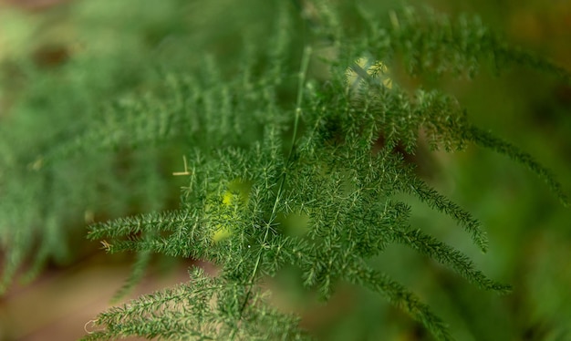 Close de uma planta de casa em um fundo desfocado