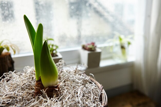 Close de uma planta de casa em um vaso de flores perto da janela