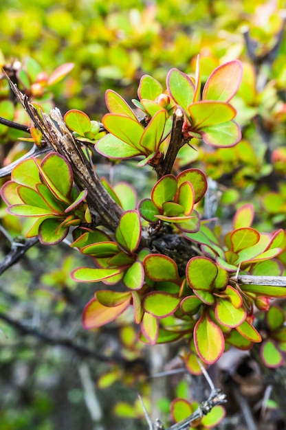 Close de uma planta espinhosa e folhas com margem vermelha