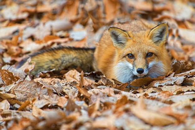 Close de uma raposa fofa deitada no chão com folhas caídas de outono