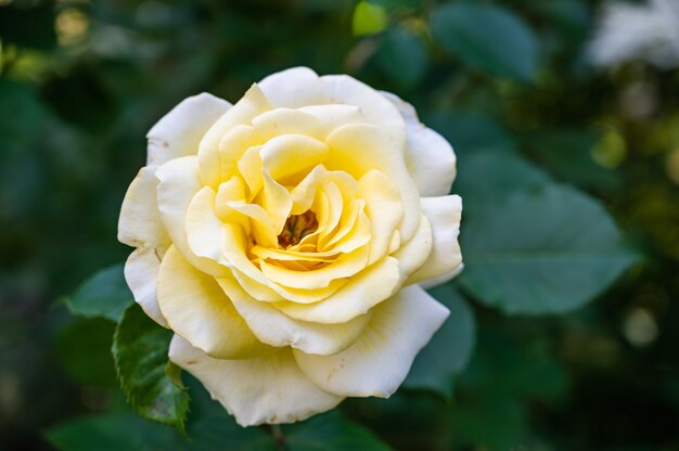 Close de uma rosa branca do jardim cercada por vegetação sob a luz do sol com um fundo desfocado